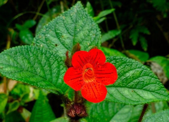 Неравномерный цвет (Kohleria inaequalis)