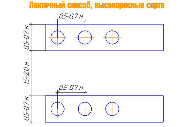 Расстояние между кустами и рядами высокой малины