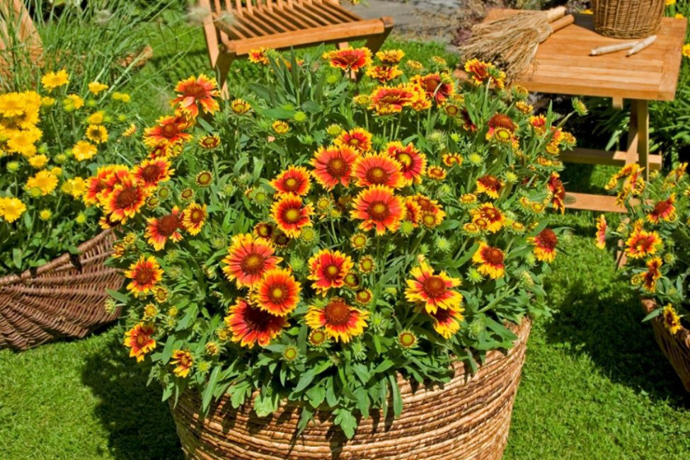 Зона отдыха украшена Gaillardia.