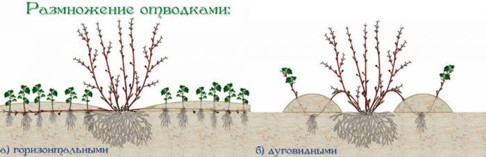 Как размножать отводками