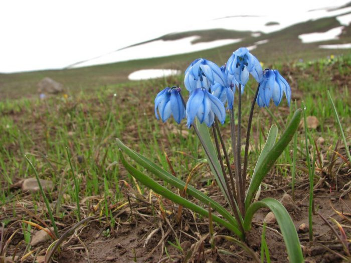 Армянский (Scilla sibirica subsp armena) 