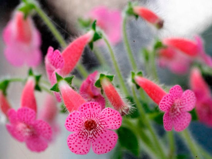 Приятный цвет (Kohleria amabilis)