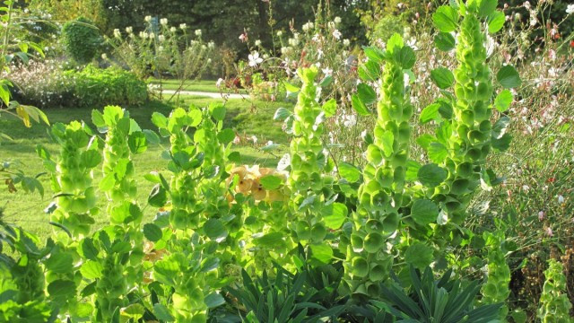 Молюцелла гладкая (Moluccella laevis)