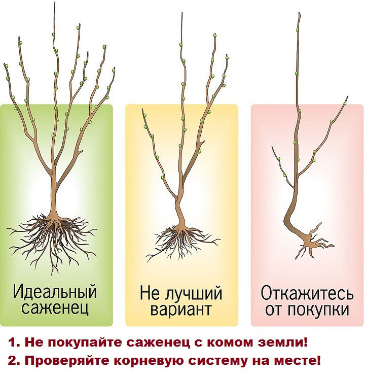 Ошибки при выборе саженцев