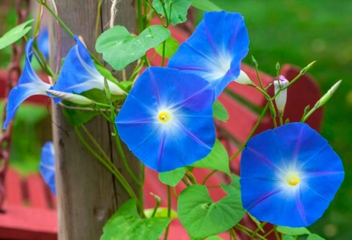 Ипомея трехцветная (Ipomoea tricolor), или бархатцы красно-синие (Ipomoea rubro-caerulea)