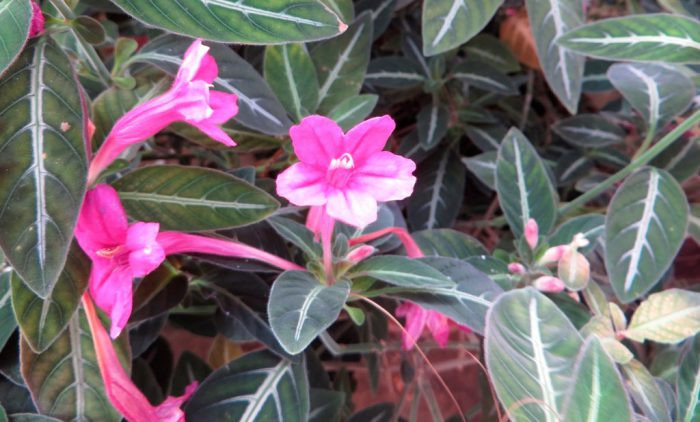 Руэллия портелла (Ruellia portellae)