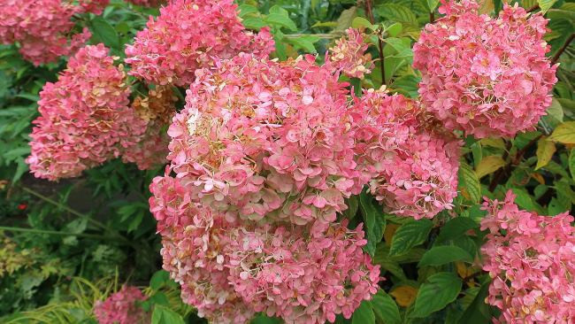 Клубничный десерт с гортензией метельчатой ​​(Hydrangea paniculata Vanilla Strawberry)