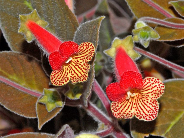 Колерия боготензис (Kohleria bogotensis)