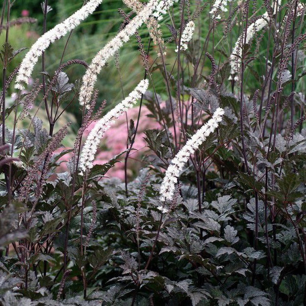 Растение Воронец сорт Брюнетка Actaea simplex Брюнетка фото