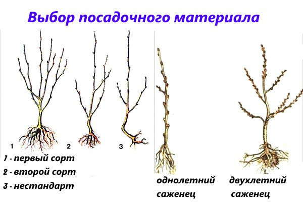 Слива Красномясая