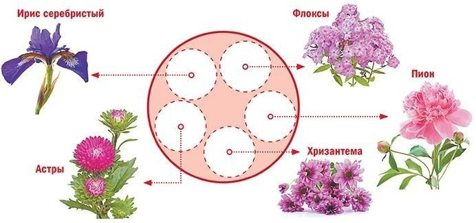 Схема посадки клумбы