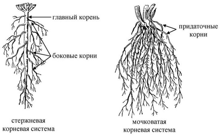 Корень березы оттаял ранней весной