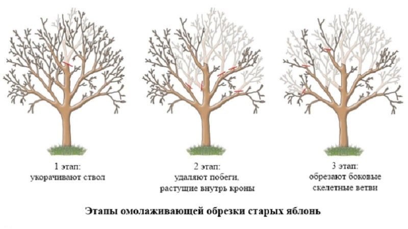 Сроки, инструкция и порядок обрезки яблонь осенью для начинающих