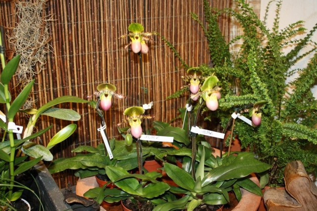 Пафиопедилум Пиноккио (Paphiopedilum Pinocchio)