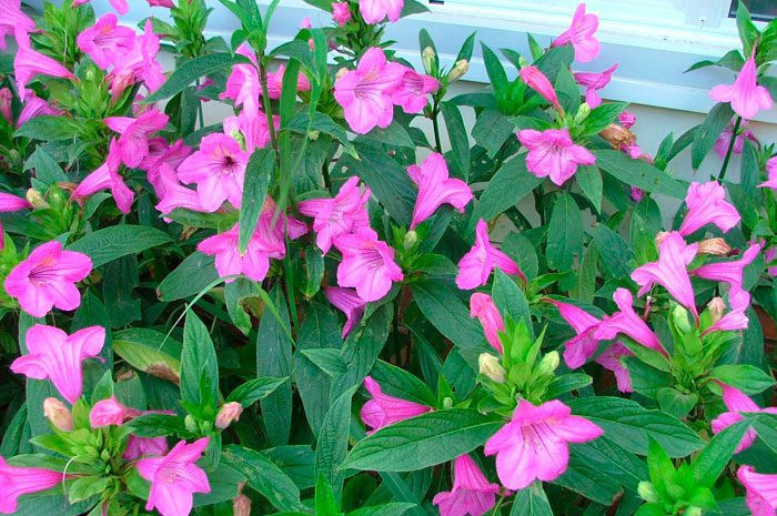 Руэллия крупноцветковая (Ruellia macrantha)