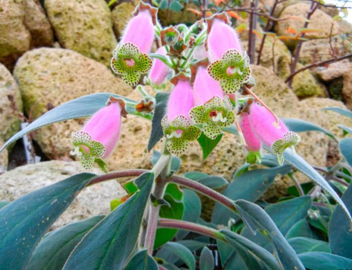 Колерия наперстянка (Kohleria digitaliflora)