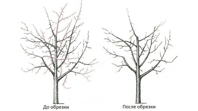 Сроки, инструкция и порядок обрезки яблонь осенью для начинающих