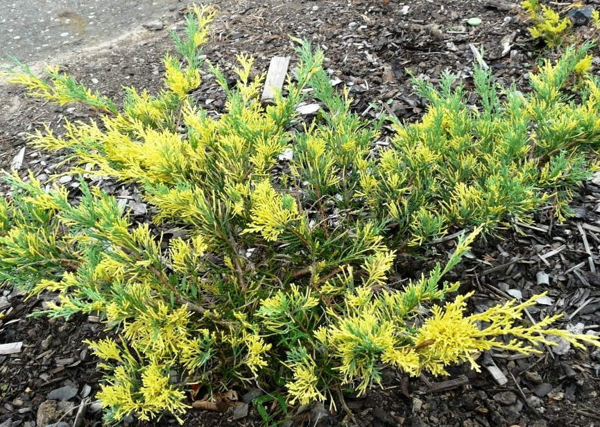 Juniperus pfitzeriana синий и золотой