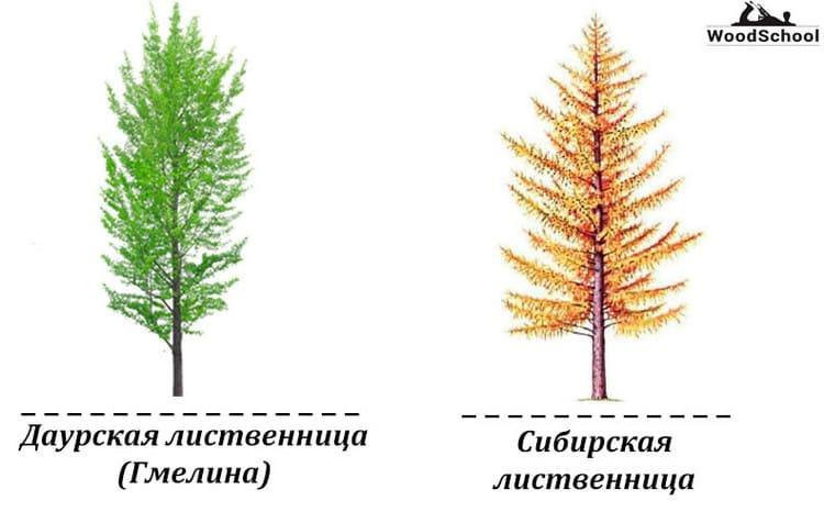 Даурский и сибирский жаворонки