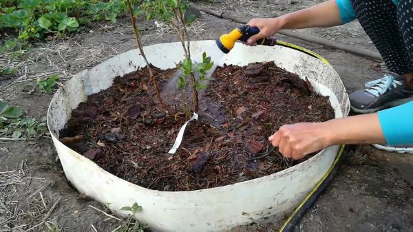 Посадка Садовой Голубики в открытый грунт