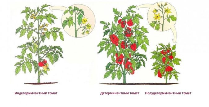 Куст детерминантных томатов