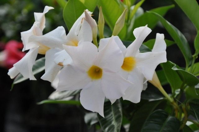 Рассыпчатая мандевилла (Mandevilla laxa)