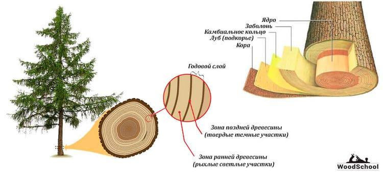 Годичные кольца деревьев