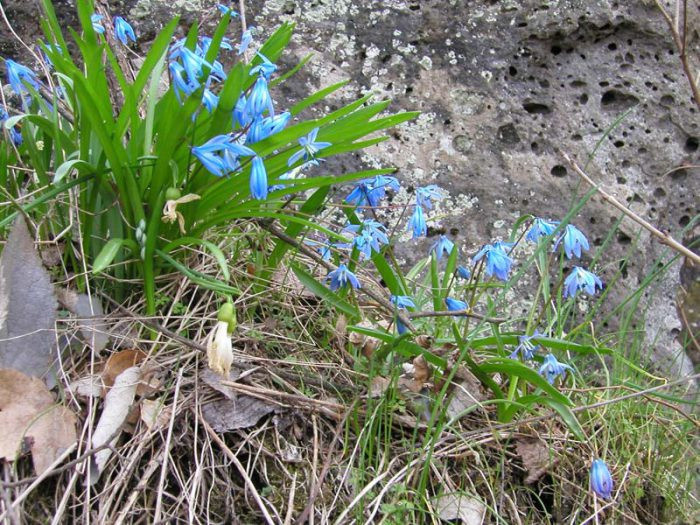 Кавказская (Scilla sibirica subsp caucasica) 