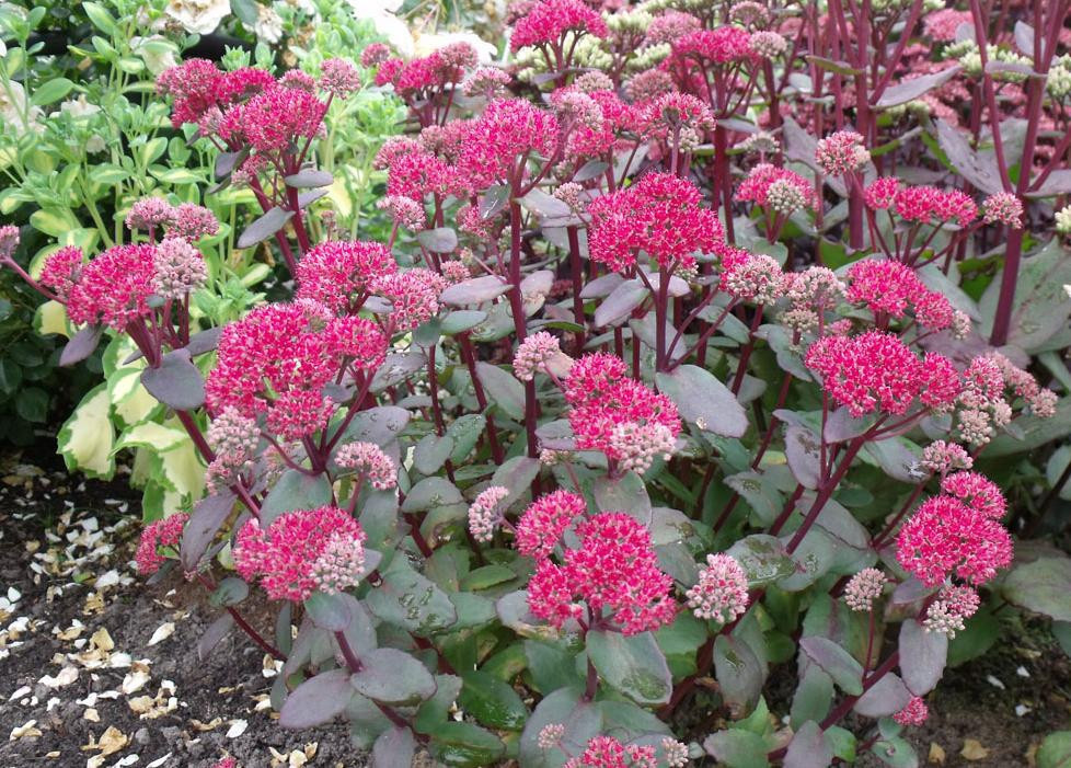 Очиток видный Красная Каули (Sedum Spectabile Red Cauli)