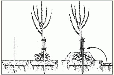 Схема посадки абрикоса на горке