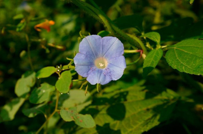 Ипомея плющ (Ipomoea hederacea)