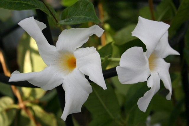 Боливийская мандевилья (Mandevilla boliviensis)