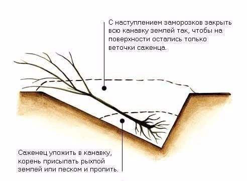 План выкопки рассады