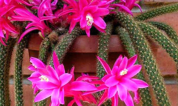 Апорокактус кнутовидный (Aporocactus flagelliformis)