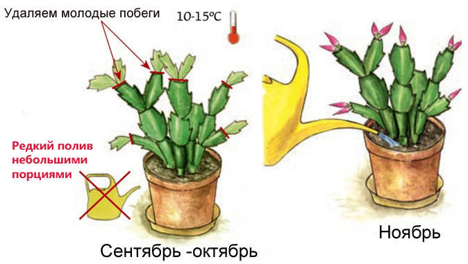 Комнатный цветок Шлюмбергера