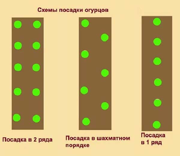 Когда сеять огурцы в теплицу