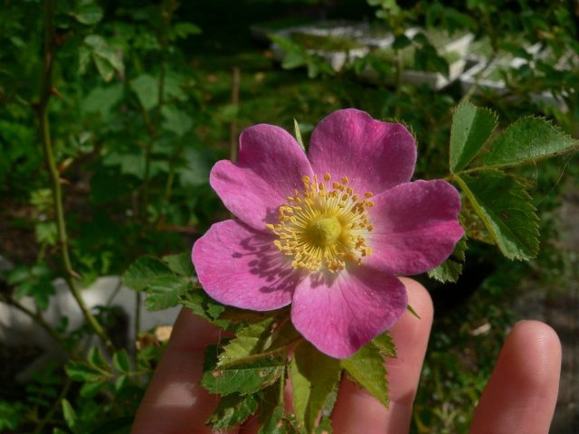 Ржавая роза (Rosa rubiginosa L.)