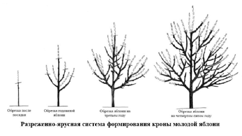 Сроки, инструкция и порядок обрезки яблонь осенью для начинающих