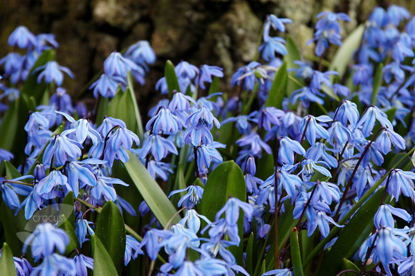 Сибирский (Scilla sibirica subsp sibirica) 