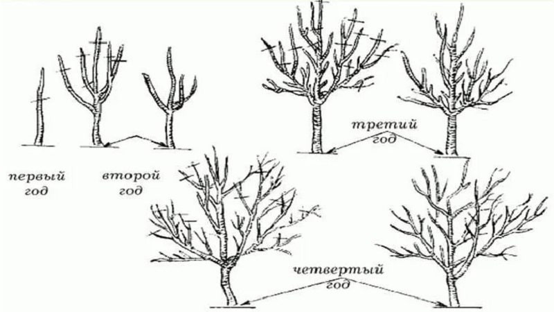 Сроки, инструкция и порядок обрезки яблонь осенью для начинающих