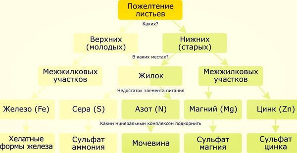 Желтеют и сохнут листья огурцов по краям