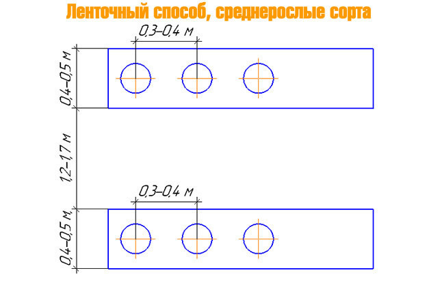 Расстояние между кустами и рядами некрупной малины