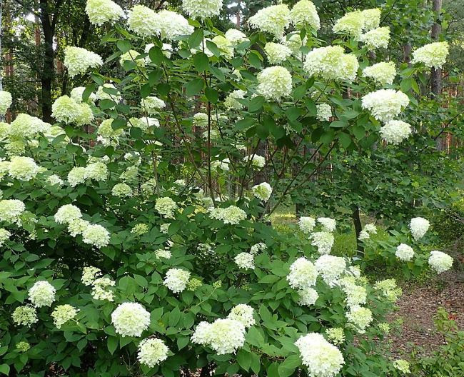 сорта Hydrangea paniculata: Hydrangea Limelight (Лаймлайт)