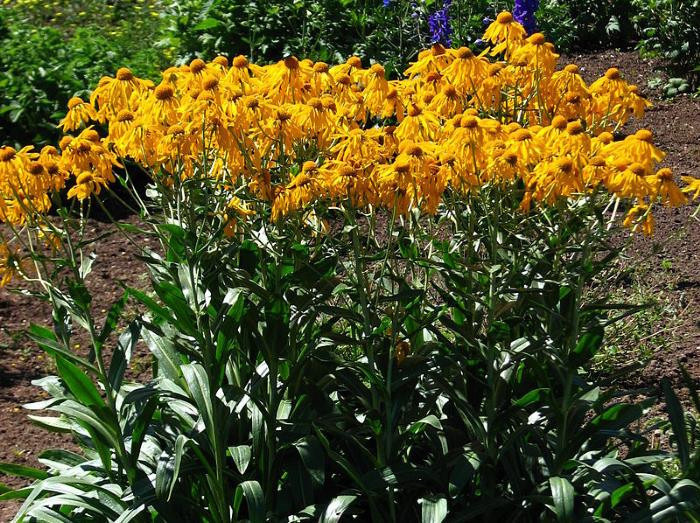 Цветок Гелениум Гупа (Helenium hoopesii)