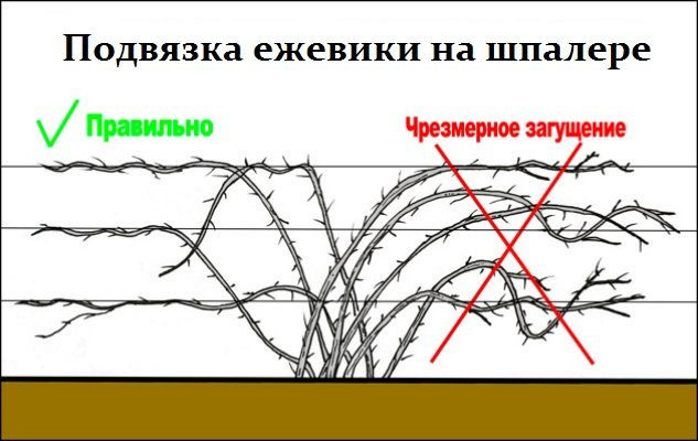 Решетка из капель росы