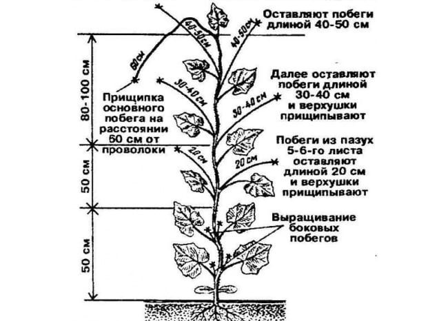 Прищипка огурцов в теплице