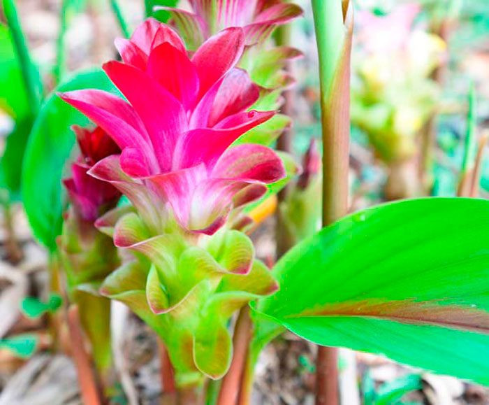 Куркума зедоария (Curcuma zedoaria)