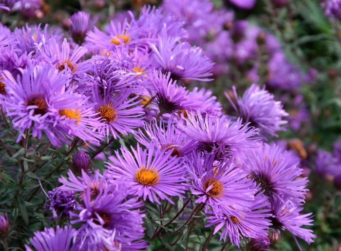 Астра новоанглийская (Aster novae-angliae), или североамериканская