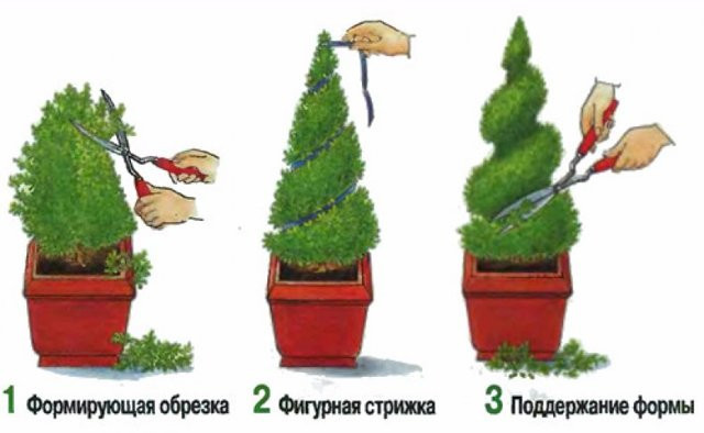 Увядший кипарисовик: как спасти и что делать, если сохнет и желтеет, в помещении в горшке и на открытом воздухе