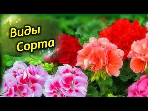 Разнообразие пеларгоний. Виды, сорта и сорта!